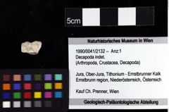 Foto (Objket + Etiketten) von Decapoda indet. 